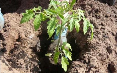 Применяем комплексное удобрение для томатов на практике. Правильная подкормка томатов на каждом этапе: сколько раз за сезон кормить, составы и сроки, таблица внесения удобрений