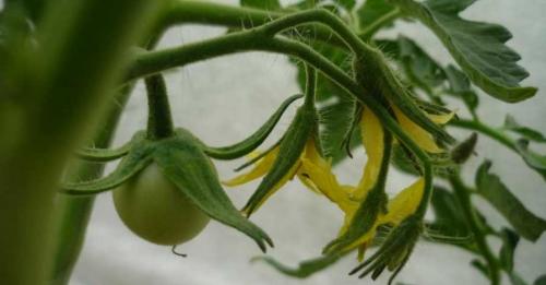 Применяем комплексное удобрение для томатов на практике. Правильная подкормка томатов на каждом этапе: сколько раз за сезон кормить, составы и сроки, таблица внесения удобрений