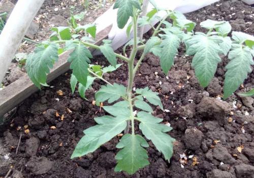 Применяем комплексное удобрение для томатов на практике. Правильная подкормка томатов на каждом этапе: сколько раз за сезон кормить, составы и сроки, таблица внесения удобрений