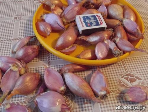 Сажают ли семейный лук под зиму. Лук семейный, посадка под зиму.