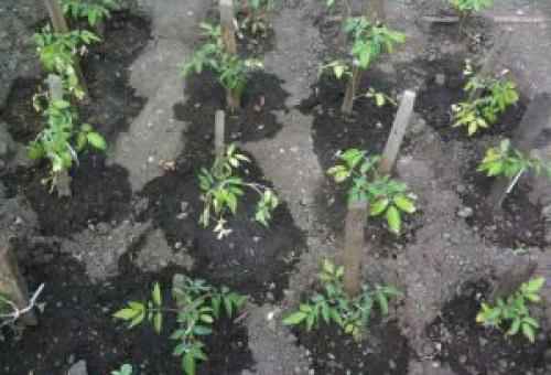 Кемира люкс для томатов. Абсолютно безвредное химическое удобрение для томатов — Кемира Люкс: инструкция по применению