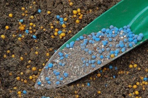 Что класть в лунку при посадке помидоров. 10 вариантов наполнения лунки перед посадкой томатов для богатого урожая