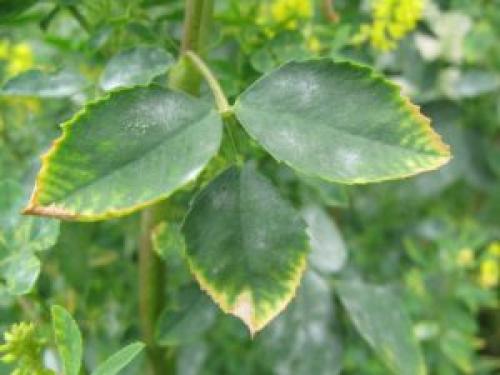 Лучшее калийное удобрение для томатов. Один из самых важных типов подкормки для томатов — калийные удобрения: значение средства и советы по использованию