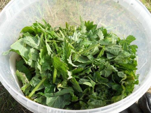 Что класть в лунку при посадке помидоров. 10 вариантов наполнения лунки перед посадкой томатов для богатого урожая