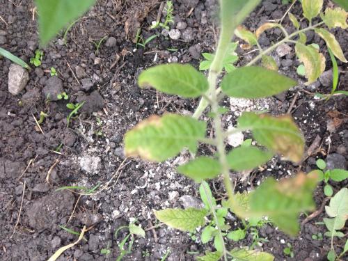 Потребности томатов в минеральных удобрениях. Подкормка помидоров в открытом грунте