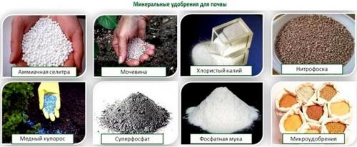 Подкормка помидоров в теплице и открытом грунте. Добавление статьи в новую подборку 03 Подкормка помидоров в теплице и открытом грунте. Добавление статьи в новую подборку 03