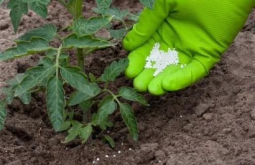 График подкормки томатов в открытом грунте. Сколько раз за сезон нужно кормить?