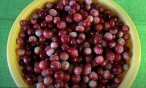 Как выбрать клюкву для протерания с сахаром. Клюква с сахаром на зиму без варки