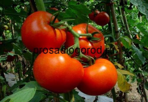 Помидоры Белый налив пасынкование. Описание и характеристика