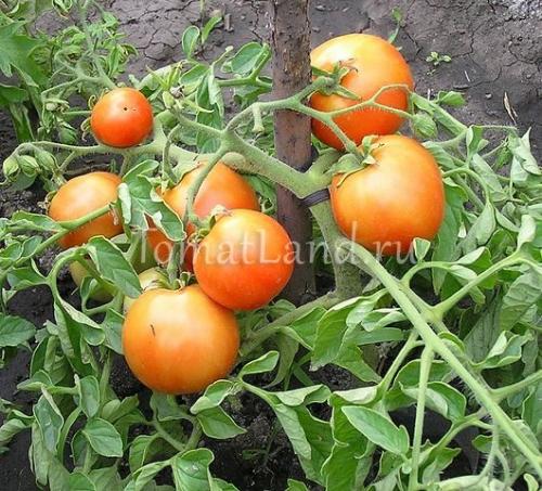 Томат санька. Описание и характеристика сорта томата Санька, отзывы, фото