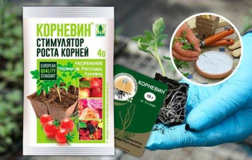 Правильная подкормка томатов на каждом этапе роста. Добавление статьи в новую подборку 04