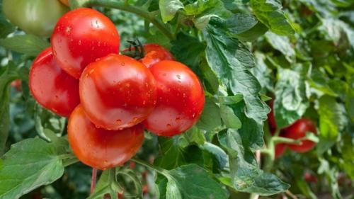 Правильная подкормка томатов на каждом этапе роста. Добавление статьи в новую подборку 15