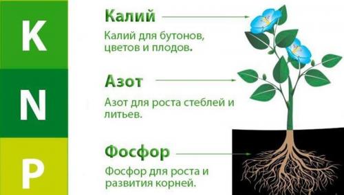 Первая подкормка томатов и перцев в теплице. Какие элементы нужны томатам, особенности их внесения