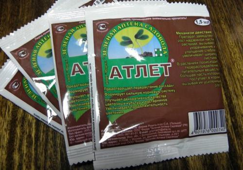 Подкормка помидор в домашних условиях. Когда начинать подкармливать рассаду помидоров