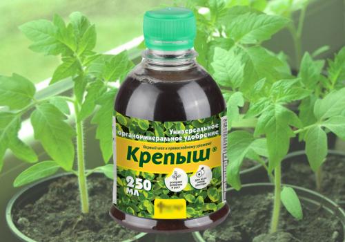 Подкормка помидор в домашних условиях. Когда начинать подкармливать рассаду помидоров