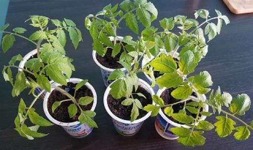 Пошаговая подкормка помидор. Подкормка рассады томатов