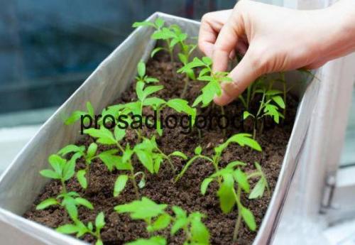 Микроудобрения для томатов в теплице. Схема внесения удобрений на разных этапах развития помидоров 02