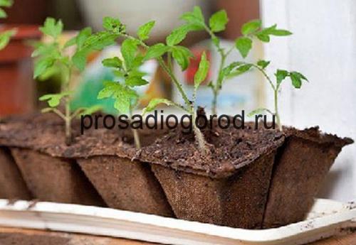 Микроудобрения для томатов в теплице. Схема внесения удобрений на разных этапах развития помидоров 03