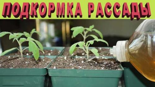 Чем подкормить рассаду помидор, чтобы были толстенькие. Чем подкормить рассаду помидоров, чтобы были толстенькие стебли и как это сделать правильно