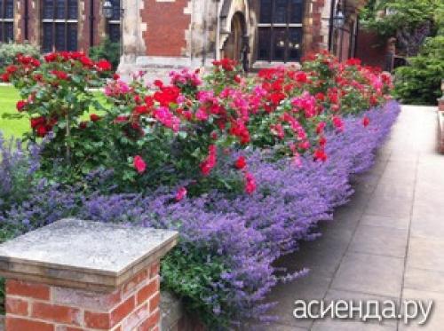 Какие овощи можно посадить рядом с розами. Что посадить рядом с розами?