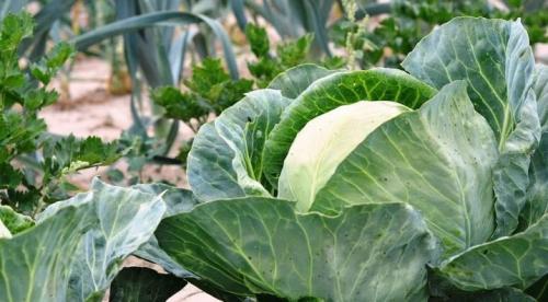 Какие растения можно сажать рядом, а какие нельзя таблица. Хорошие соседи 10 Какие растения можно сажать рядом, а какие нельзя таблица. Хорошие соседи 10