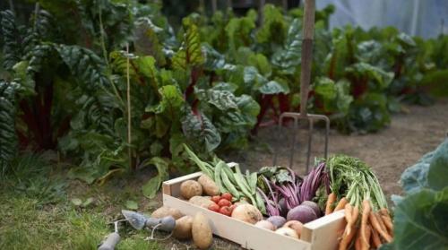 Что с чем сажать на огороде. Соседство овощей на грядках