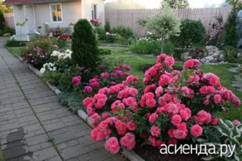 Какие овощи можно посадить рядом с розами. Что посадить рядом с розами?