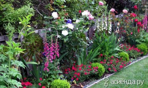 Какие овощи можно посадить рядом с розами. Что посадить рядом с розами?