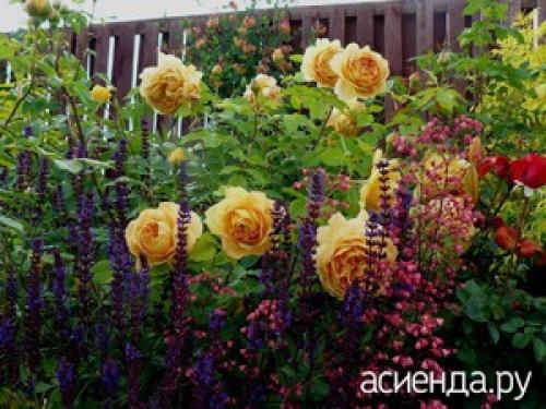 Какие овощи можно посадить рядом с розами. Что посадить рядом с розами?