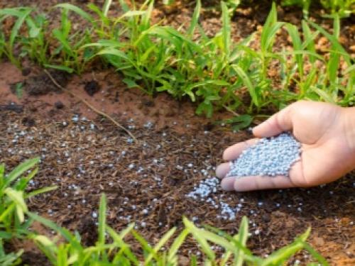 Методика использования минеральных удобрений для томатов. Минеральное питание 08 Методика использования минеральных удобрений для томатов. Минеральное питание 08