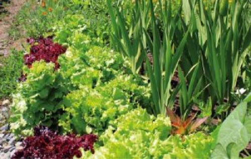 Какие растения можно сажать рядом, а какие нельзя таблица. Хорошие соседи