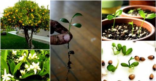 Выращивание лимона из косточки. Особенности выращивания лимона в домашних условиях из косточки