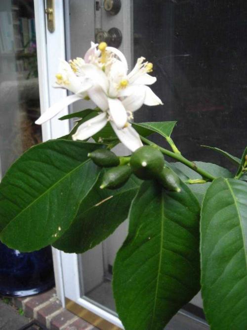 Все про выращивание лимона. Как вырастить лимон из семян 05