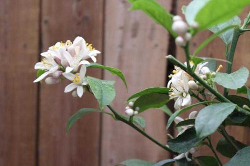 Все про выращивание лимона. Как вырастить лимон из семян 06