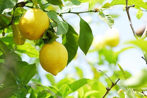 Все про выращивание лимона. Как вырастить лимон из семян