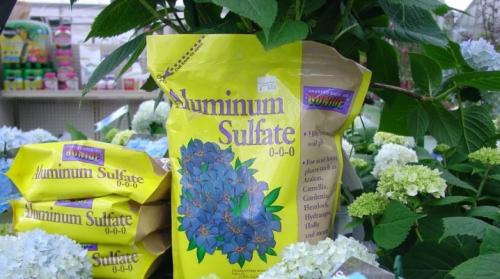 Чем подкормить гортензию в конце августа. Чем и как правильно подкормить гортензию?