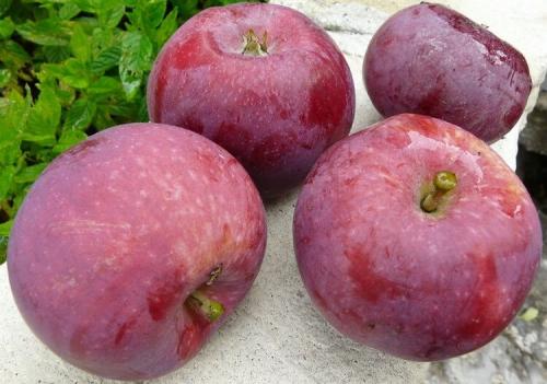 Яблоня красная. Популярные сорта красных сладких яблок с фото и описанием