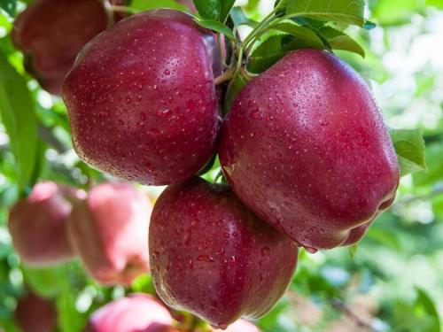Яблоня красная. Популярные сорта красных сладких яблок с фото и описанием