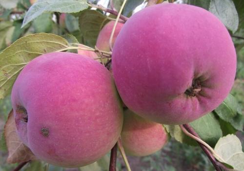 Яблоня красная. Популярные сорта красных сладких яблок с фото и описанием