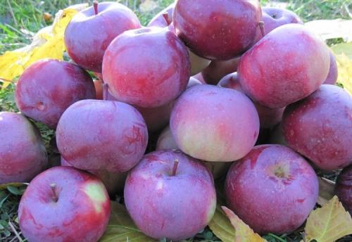Яблоня красная. Популярные сорта красных сладких яблок с фото и описанием