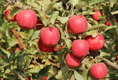 Яблоня красная. Популярные сорта красных сладких яблок с фото и описанием