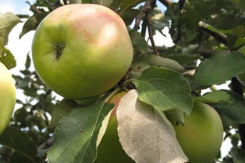 Северный синап. Позднезимняя яблоня Северный Синап: описание и фото