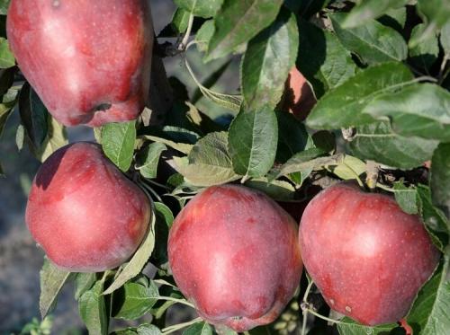 Яблоня красная. Популярные сорта красных сладких яблок с фото и описанием