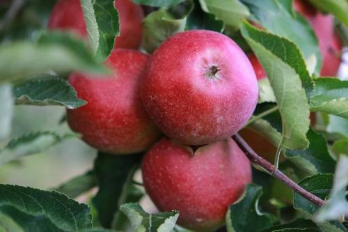 Яблоня красная. Популярные сорта красных сладких яблок с фото и описанием