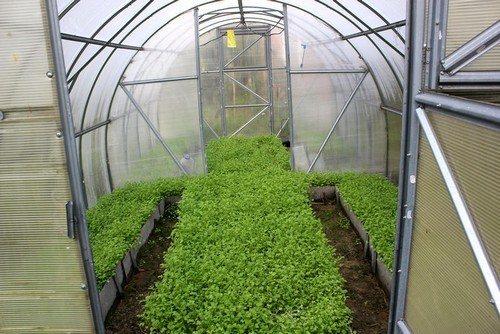 Сидераты для томатов. Какие сидераты сеять в теплице осенью под новый посев томатов?