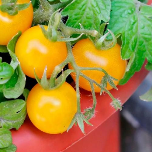 Применение органических удобрений для помидоров. Органические удобрения для томатов