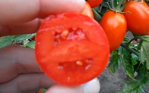 Помидор рио фуего. Томаты рио фуего описание сорта