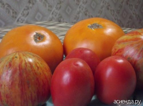 Томат рио гранде f1. Помидоры Рио Гранде. Собственный опыт. (Восстановленный пост).