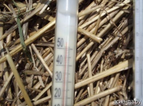 Томат рио гранде f1. Помидоры Рио Гранде. Собственный опыт. (Восстановленный пост).