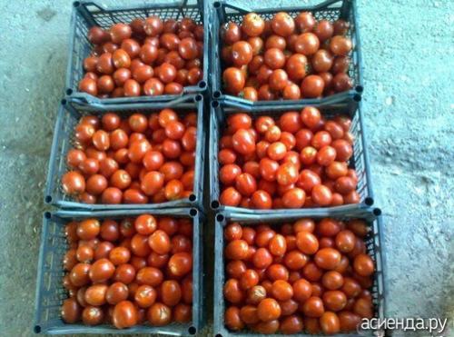 Томат рио гранде f1. Помидоры Рио Гранде. Собственный опыт. (Восстановленный пост).